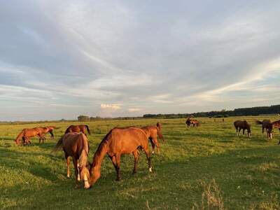 Haus kaufen in 6114 Bugac (Bild 4)