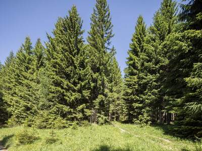 Gewerbeobjekt kaufen in 2651 Prein (Bild 4)
