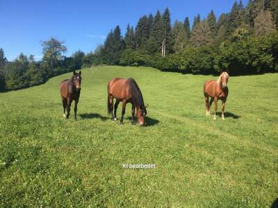 Gewerbeobjekt kaufen in 8756 Sankt Georgen