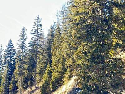 Gewerbeobjekt kaufen in 8762 Gföllgraben