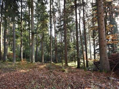Gewerbeobjekt kaufen in 9701 Rothenthurn