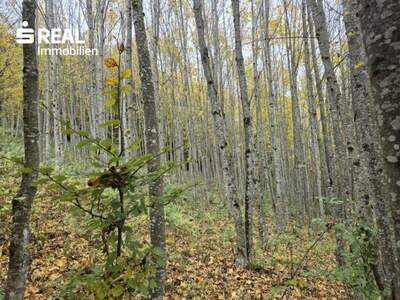 Grundstück kaufen in 3295 Lackenhof (Bild 5)