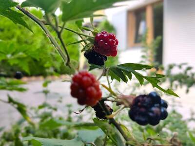 Wohnung kaufen in 6020 Innsbruck