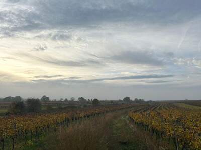 Gewerbeobjekt mieten in 7072 Mörbisch (Bild 3)