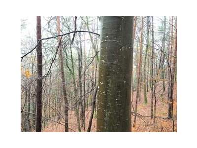 Grundstück provisionsfrei kaufen in 7534 Olbendorf