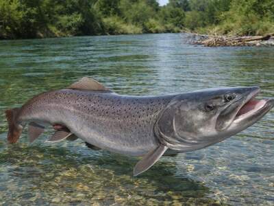Gewerbeobjekt kaufen in 9611 Nötsch