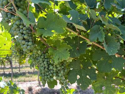 Gewerbeobjekt kaufen in 3491 Straß (Bild 2)