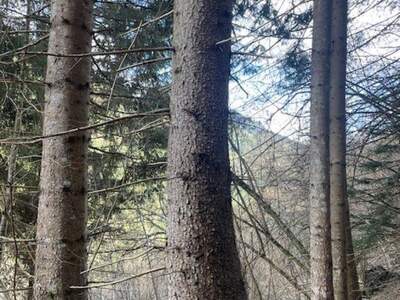 Gewerbeobjekt kaufen in 8850 Murau