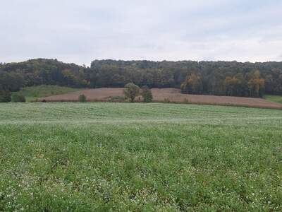 Gewerbeobjekt kaufen in 8354 Waltra (Bild 4)