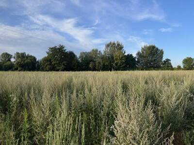 Grundstück kaufen in 4225 Luftenberg