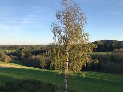 Mietwohnung in 4923 Lohnsburg (Bild 5)