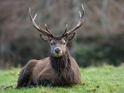 Immobilie kaufen in 9300 St. Veit