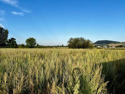 Grundstück kaufen in 4225 Luftenberg (Bild 4)