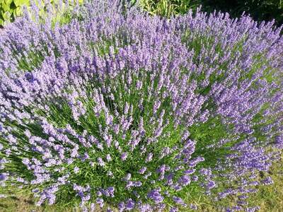 Grundstück kaufen in 2111 Harmannsdorf