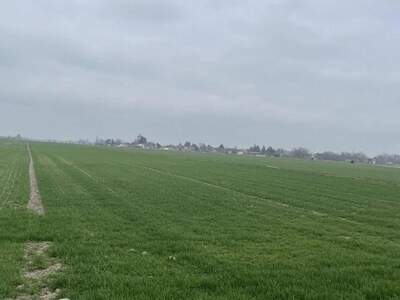 Gewerbeobjekt kaufen in 2305 Kopfstetten