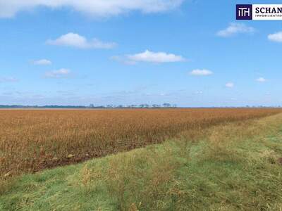 Einfamilienhaus kaufen in 2232 Deutsch (Bild 4)