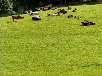 Wohnanlage kaufen in 4184 Helfenberg (Bild 5)