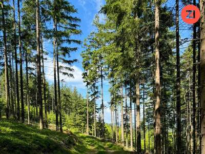 Land- und Forstwirtschaft kaufen in 4294 Rehberg