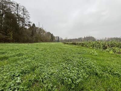 Grundstück kaufen in 4343 Mitterkirchen