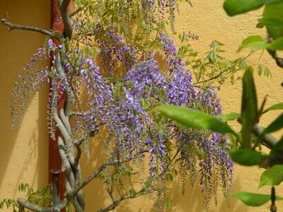 Haus mit Garten kaufen in 3812 Groß (Bild 4)