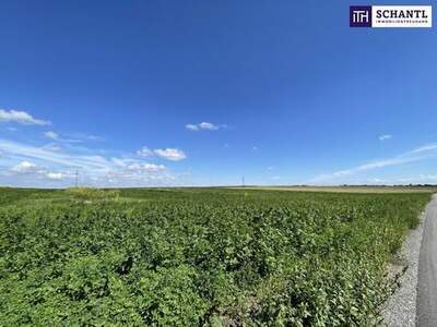 Grundstück kaufen in 2440 Moosbrunn