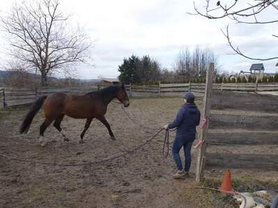 Haus kaufen in 7535 Sankt Michael