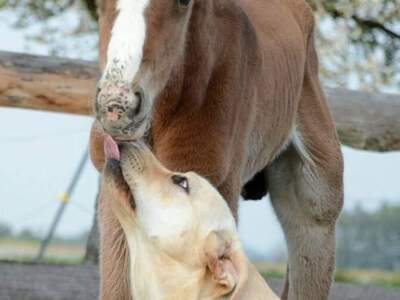 Gewerbeobjekt kaufen in 5151 Oberösterreich