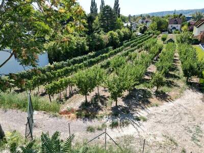 Grundstück kaufen in 2103 Langenzersdorf (Bild 3)