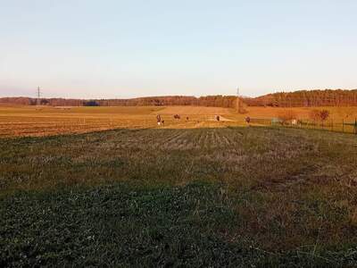 Grundstück provisionsfrei kaufen in 7540 Güssing