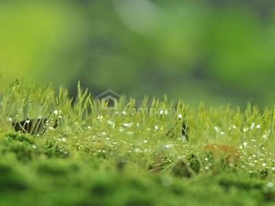 Grundstück kaufen in 2601 Eggendorf (Bild 1)