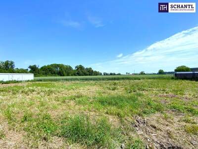 Grundstück kaufen in 2441 Mitterndorf (Bild 3)