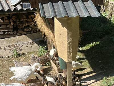 Gewerbeobjekt kaufen in 8302 Nestelbach (Bild 3)