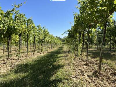 Gewerbeobjekt kaufen in 3483 Feuersbrunn (Bild 5)