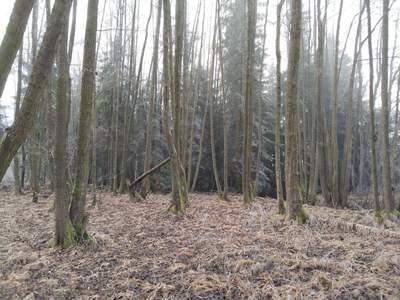 Teich- und Fischwirtschaft kaufen in 3902 Vitis (Bild 5)