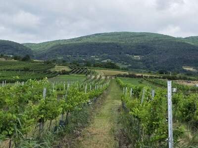 Grundstück kaufen in 2514 Traiskirchen (Bild 2)