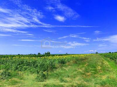 Grundstück kaufen in 7092 Winden