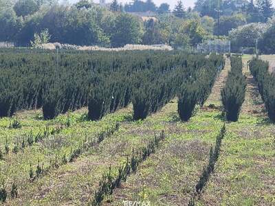 Gewerbeobjekt kaufen in 9771 Balogunyom (Bild 3)