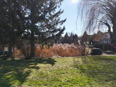 Grundstück kaufen in 2753 Dreistetten