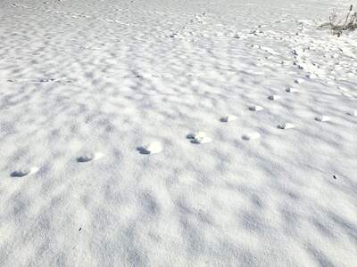 Grundstück kaufen in 8114 Großstübing (Bild 2)