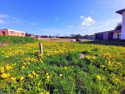 Grundstück kaufen in 4502 Weichstetten