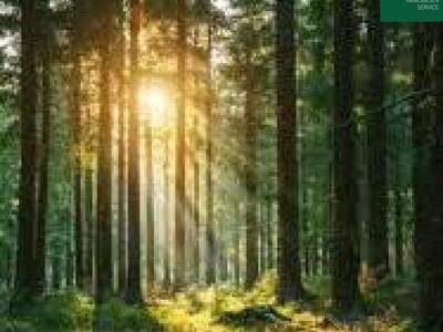 Immobilie kaufen in 9183 Rosenbach (Bild 1)