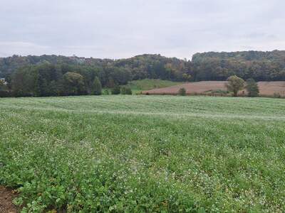 Gewerbeobjekt kaufen in 8354 Waltra (Bild 5)