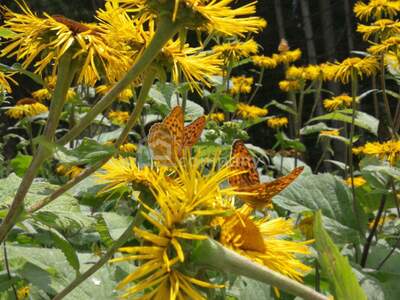 Gewerbeobjekt kaufen in 5020 Salzburg (Bild 2)