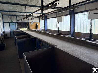 Gewerbeobjekt mieten in 7012 Zagersdorf (Bild 4)