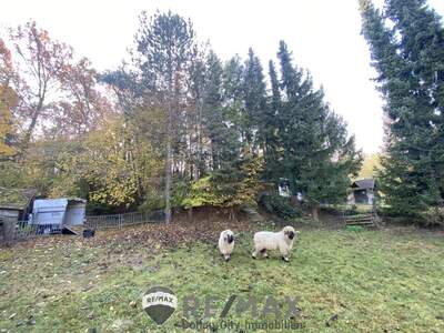 Einfamilienhaus kaufen in 3452 Atzenbrugg (Bild 3)