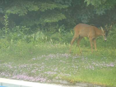 Haus mit Garten kaufen in 3130 Herzogenburg (Bild 3)