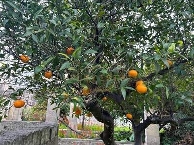 Haus mit Garten kaufen in 73025 Serrano (Bild 2)