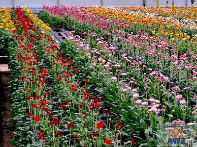 Grundstück kaufen in 4891 Grenze OÖ