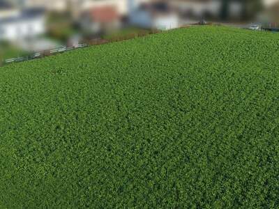 Grundstück kaufen in 4073 Wilhering (Bild 5)