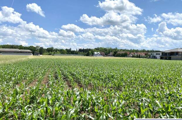 Gewerbeobjekt kaufen in 4623 Gunskirchen (Bild 2)